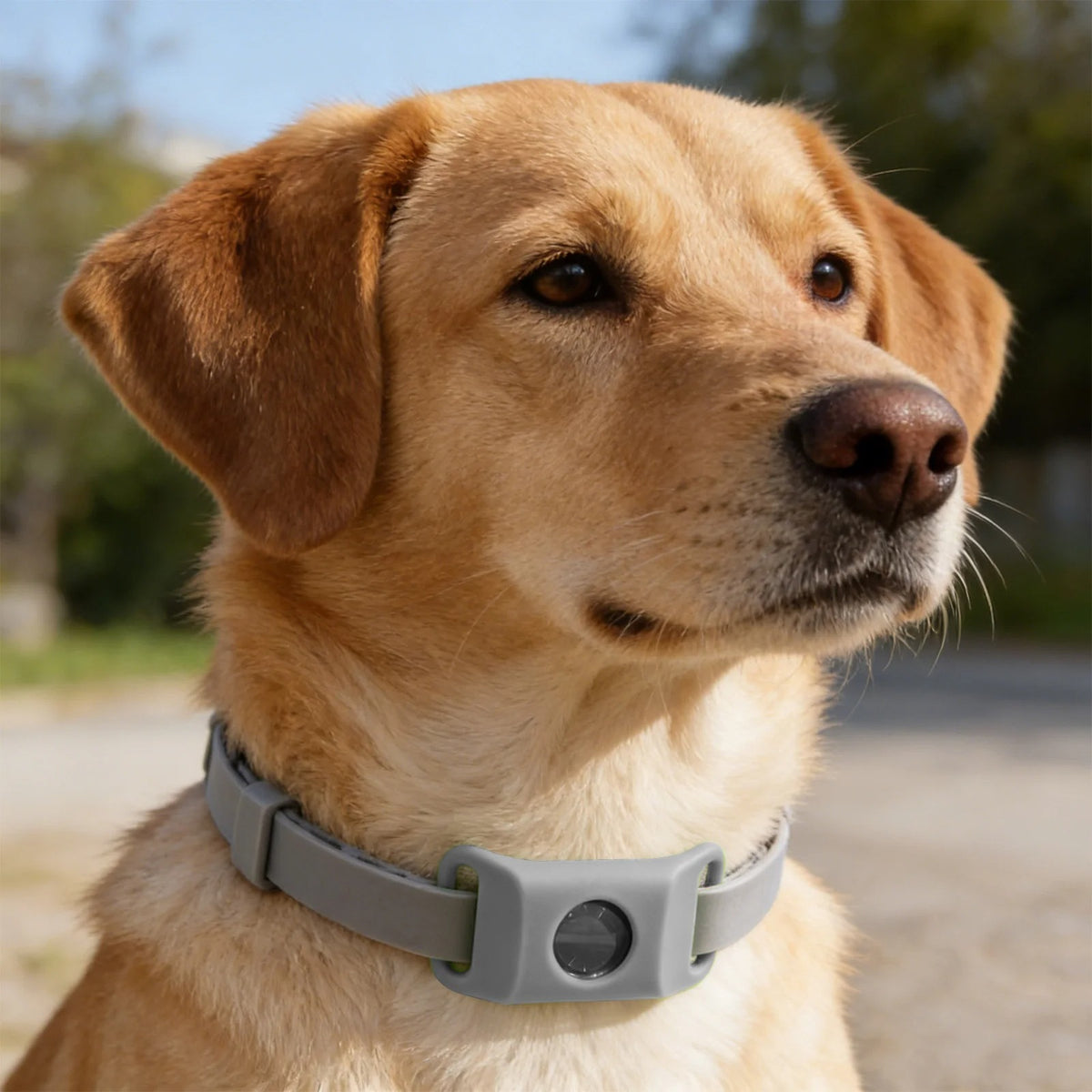 TickPro™ - 12 Months Natural Flea and Tick Tags for Dogs