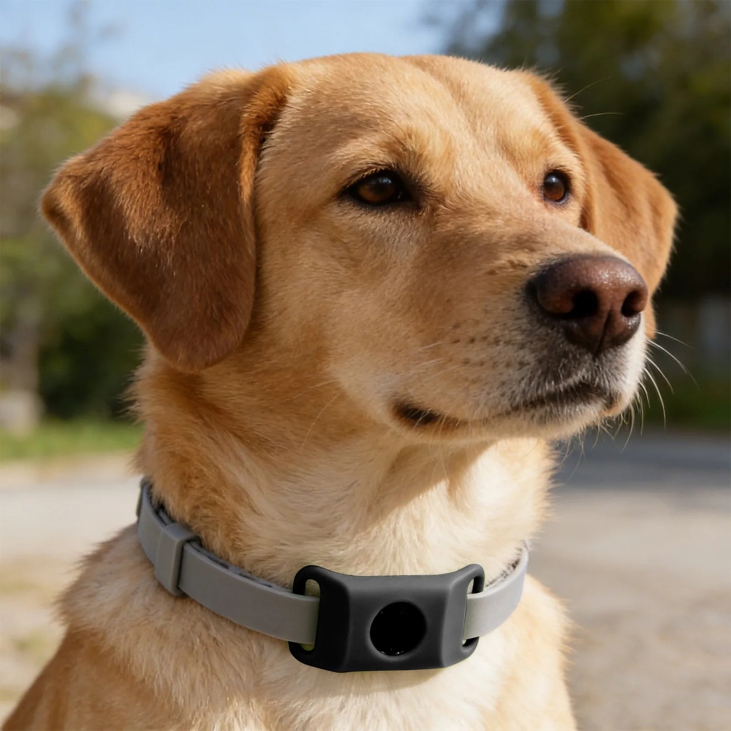 TickPro™ - 12 Months Natural Flea and Tick Tags for Dogs